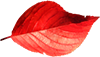 leaves6.png