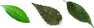leaves_4.png